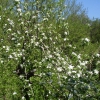 Яблоня. Apple tree. April 2012. Автор: Igor Volkhov 2