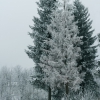 1 января 2010 года еще один лесной вид. Автор: aburlakov