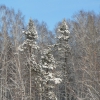 Дерево зимой. Автор: A.Pariloffs