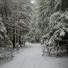 зимняя дорога в лесу. Автор: Konstantin Abrosimov