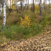 Осень на Первом Школьном пруду. Автор: Barybinets