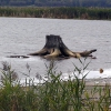 Stump.Пень. Автор: Maximovich Nikolay