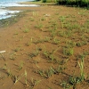 Трава на песке. Семинский пруд. Автор: Maximovich Nikolay