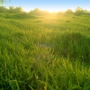 Фэнтези трава. Автор: Zubarkov A.