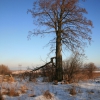 Старое дерево. Автор: Belova Galina