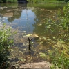 Рыбка здесь тоже водится, пруд, Мебельная, Чистополь. Автор: tania_syvorkova