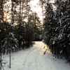Зимний лес   Winter wood 1. Автор: Алексей RUS
