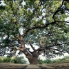 Магический дуб.  Magic oak. Автор: Immanuil ©
