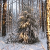 Зимний лес КОМИ. Автор: vas59