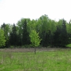 лес в May_2. Автор: Mimas