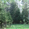 лес в May_3. Автор: Mimas