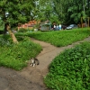 Глазовский кот на прогулке. Автор: Boris Busorgin 2