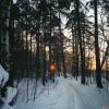 Лыжня в лесу. Автор: Pyotr
