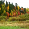 Осенний лес на склоне. Автор: Dmitriy Zonov