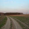 Лес рядом с Климовском. Май 2004 года. Автор: Юрий Милёхин