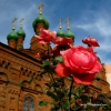 Алая Роза Осени / Scarlet Rose of Autumn. Автор: Lena Moskalenko
