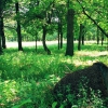 Лес возле Кумертау. Автор: Сhizh