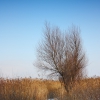 Дерево. Автор: Alexandr Efimov