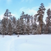 Сосновый лес у Кислого лога. Автор: maxim-tashkinov
