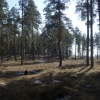 В сосновом лесу (Апрель) Панорама. Автор: maxim-tashkinov