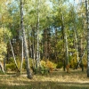 Осенний лес. Автор: Айрат Ибрагимов