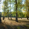 Осенний лес под Лениногорском. Автор: Айрат Ибрагимов