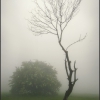 В плотном тумане - In a strong fog. Автор: Andrey Jitkov