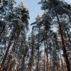 Луга, лес, 2011. Автор: Maxim Nedashkovskiy