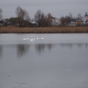 Лебеди на реке Сдвиж. Автор: Meshchenkov