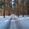 Дорога в лесу зимой. Автор: nVi3kh