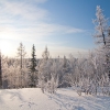 Зимний лес. Автор: Andrey Snegirev