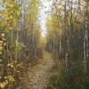 The trail. Nyagan. Western Siberia_Тропа к реке. Осень 2011. Автор: ser1202