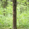 Интересное место в лесу (2008). Автор: Василий Кумаев