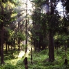 Лес в Отрадном. Автор: DanPo