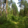 Сосновый лес. Автор: juceser