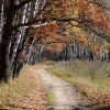 Лесной тропинкой - Along the forest path. Автор: ZaMKADovets