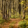 Road through fall forest/Дорожка в осеннем лесу. Автор: Alexander Vasiliev