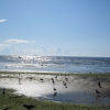 Пляж птицы. Автор: elva712