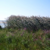 Пляж, трава и цветы. Автор: elva712