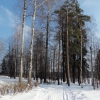 Лыжня в парке. Автор: Dmitriy Zonov