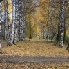 Осень. Автор: sverchok-07