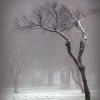 Дерево и туман. Автор: Chetverikov_S_E