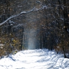 Дорога в лесу России в ноябре 2011 года. Автор: Chetverikov_S_E