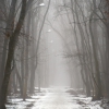 Трек в лес и туман. Автор: Chetverikov_S_E