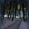 Трек в лесу ночью. Автор: Chetverikov_S_E