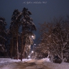 В Пригородном лесу зимней ночью. Автор: Константин Андриевич