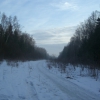 Forest cutting in Troitsk outskirts / Просека в окрестностях Троицка. Автор: vladib