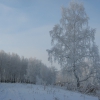 Зимний лес. Автор: alexivan