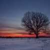 Одинокое дерево. Автор: Tulbanov Viktor
