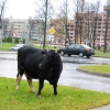 Корова в центре Выксы. Автор: Anton Nikiforov